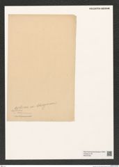 Diatomeae indet. Zeichnungen Sammlung Grunow (NHMW-BOT-W0376765)